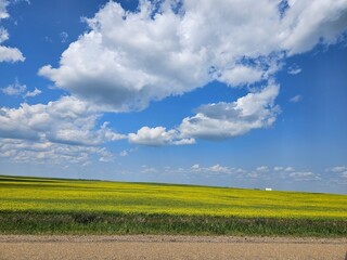 Rural summer landscape of a yellow canola agricultural field in bloom next to an asphalt road with...