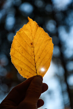 Blatteiner Buche in der Hand mit Sonne