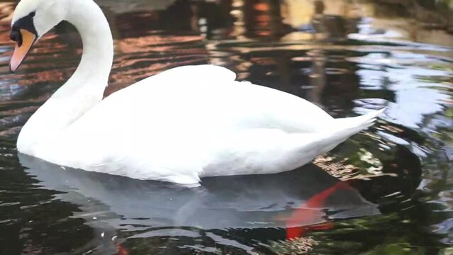 Footage of a beautiful white swan or Cygnus olor swimming in the lake during the day.