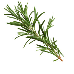 Fototapeta premium rosemary