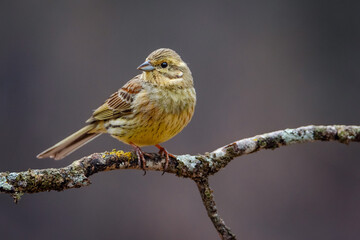 Escribano soteño hembra (Emberiza cirlus) en posadero II