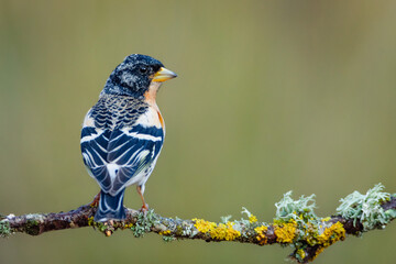 Pinzón real macho (Fringilla montifringilla) sobre posadero II