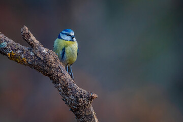 Herrerillo común (Cyanistes caeruleus) en posadero VI
