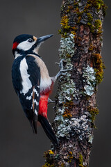 Pico picapinos (Dendrocopos major) en posadero I (Vertical)
