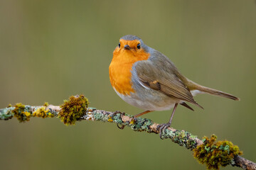 Petirrojo europeo (Erithacus rubecula) en posadero IV