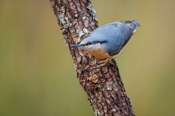 Trepador azul (Sitta europaea) apoyado en árbol IV