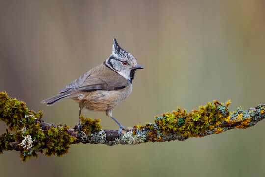 Herrerillo capuchino (Lophophanes cristatus) en posadero I
