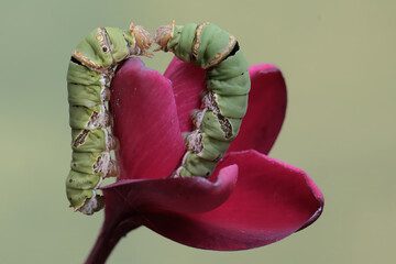 Two great mormon butterfly caterpillars are eating a frangipani flower. This insect has the...