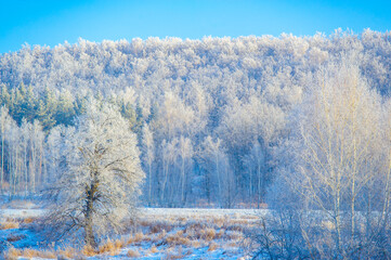 Experience the beauty of a snow-covered field at sunrise. Immerse yourself in nature and admire the tall trees, discover the untouched grass peeking out from under the fluffy white layers.