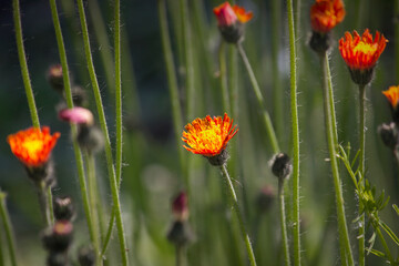 small orange hieracium aurantiacum flowers close-up in the garden bed.