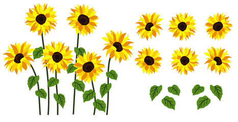 Yellow sunflower background.Eps 10 vector.