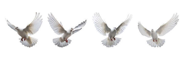 A set of single white color doves flying on a transparent background in the top view. PNG - obrazy, fototapety, plakaty