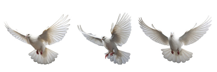 Fototapeta na wymiar A set of single white color doves flying on a transparent background in the top view. PNG
