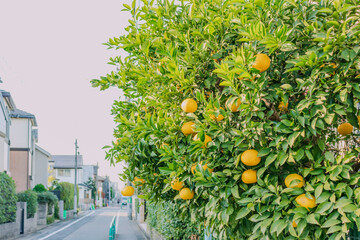 住宅街に実る柚子のある風景