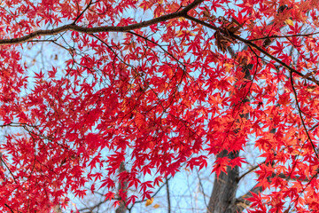 赤く色づいたモミジ