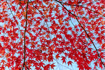 赤く色づいたモミジ