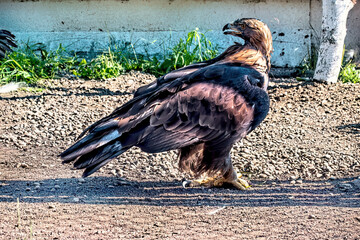 A big eagle sitting on the ground and eating some prey.