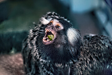 A small marmoset monkey eating an orange.