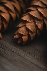 spruce fir tree cones closeup