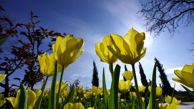 Yellow tulips bloom in a flower bed, set against a backdrop of blue sky and leafy trees, a cheerful symbol of spring's arrival.