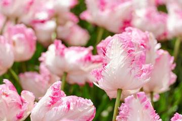 Tulip field. Pink tulips with white stripe close-up. Growing flowers in spring.