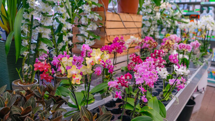 Pink and yellow orchids in garden shop. Various orchids sold in store. Flowers orchid in a greenhouse, modern business and private entrepreneurship.