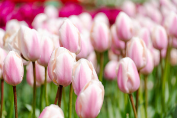 Tulip field. Pink tulips with white stripe close-up. Growing flowers in spring.