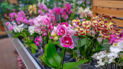 Naklejka na ściany i meble Pink and yellow orchids in garden shop. Various orchids sold in store. Flowers orchid in a greenhouse, modern business and private entrepreneurship.