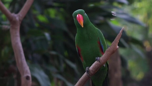 Eclectus Parrot Footage (Eclectus roratus) Native to the Solomon Islands, Sumba and New Guinea.