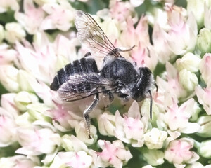 Side view of a Megachile Leafcutter Bee feeding and pollinating on succulent white sedum flowers. Long Island, New York, USA