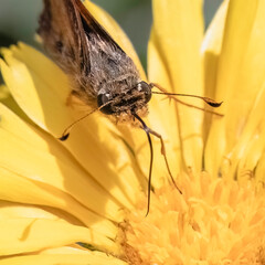 Frontal view of a tan and brown skipper butterfly using its long tongue to sip nectar from a yellow...