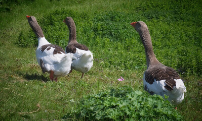 Laufende Gänse auf einer Wiese