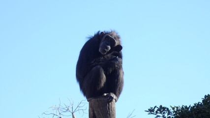 Chimpancé pensativo con el cielo de fondo