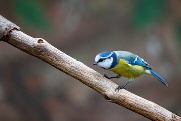 Blaumeise