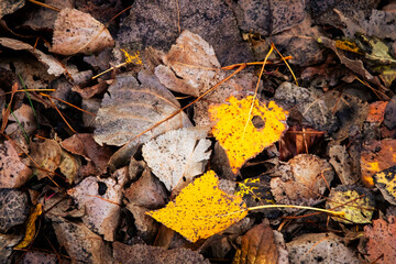 Herbstlaub in Gelb - Orange