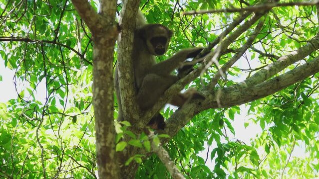 Woolly Spider Monkey on Tree