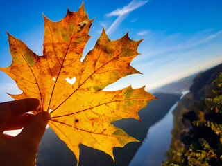 autumn maple leaf