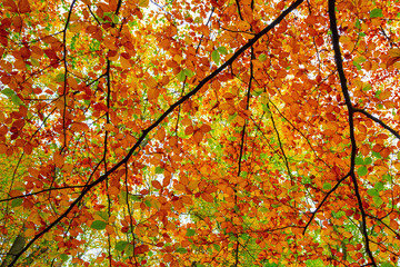 Herbstliche Impressionen aus der Natur