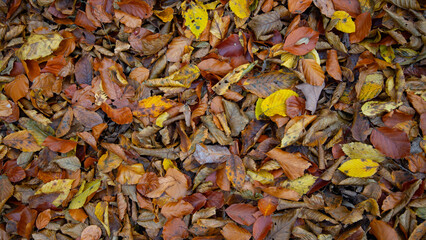 Herbstliche Impressionen aus der Natur