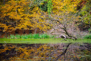 Herbstliche Impressionen aus der Natur