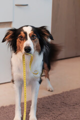 Border Collie with tape measure