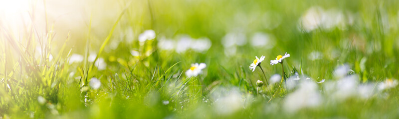 Meadow with lots of white spring flowers and fresh green grass.