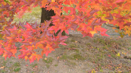 日本の秋の綺麗な紅葉