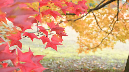 Naklejka na ściany i meble 日本の秋の綺麗な紅葉