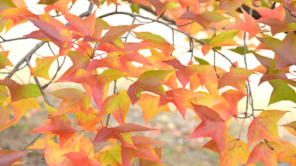 日本の秋の綺麗な紅葉
