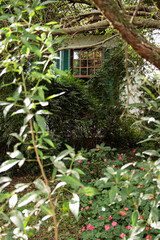 Naklejka na ściany i meble House Window behind plants partially obscured