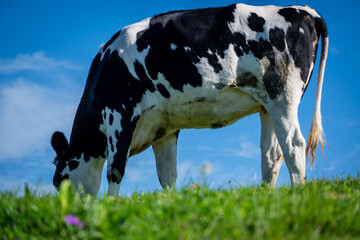 Cows grazing in meadows near the cliff of Bolao, Cantabria, Spain.