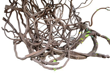 Big set Forest tree trunks with climbing vines twisted liana plant and green leaves  isolated on white background, clipping path included.