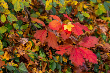 Herbstliche Impressionen aus der Natur - 702240617