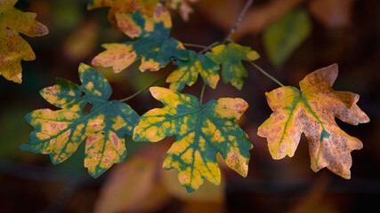 Herbstliche Impressionen aus der Natur